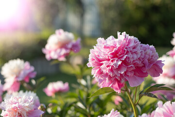 Pink blossom flower named as peony on green background. Soft focus.