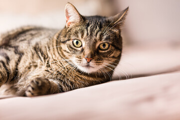 Resting, relaxed cat lying on the couch at home.