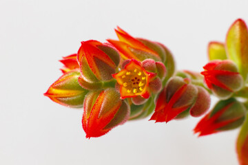Flowering of Echeveria Pulvinata, succulent plant