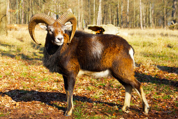 mouflon ram with large horns in a park