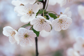 Cherry flowers blossoms