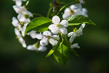 Cherry flowers blossoms