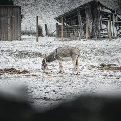 Tuinposter Donkey on farm in snow. © Chad