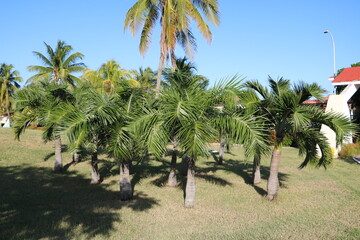 Fototapeta premium Holidays in Santa Lucia Cuba, Caribbean