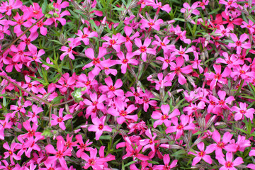 Obraz premium Phlox subulata blooms on the flowerbed