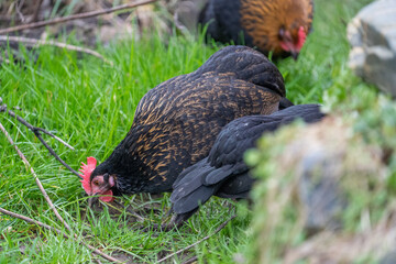wyandotte araucana hen on grass