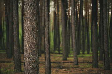 Naklejka premium Dark pine forest