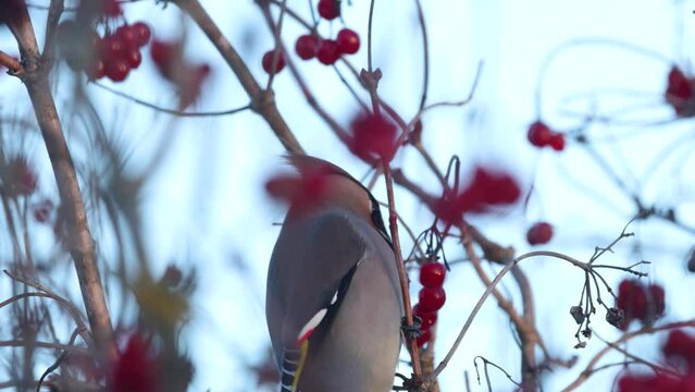 Closeup of Bohemian waxwing perched during a winter evening in Estonia, Northern Europe	