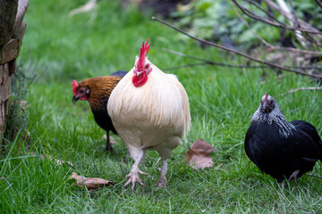white cock chicken araucana in the grass