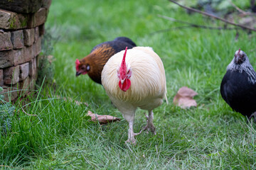 white cock chicken araucana in the grass