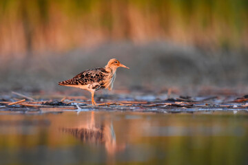 Ruff (Calidris pugnax) male in the wetlands in summer.