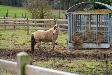 Fototapeta premium Horse eating hay. Horses on the meadow eating at a metal hay bale feeder (feeding station) with hay (fourrage) in the background on a autumn / fall day with the leaves turning red and yellow