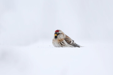 Common redpoll (Acanthis flammea) sitting in the snow in winter.