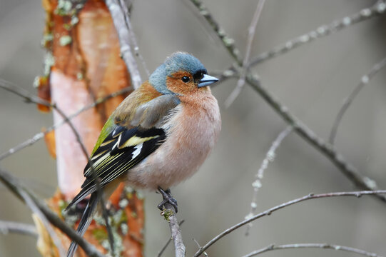 Common chaffinch (Fringilla coelebs) male sitting on a branch in spring. - Powered by Adobe