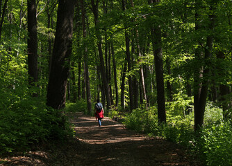 Wanderer im Fr&uuml;hlingswald