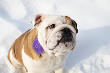 Obraz premium Dog. English bulldog. Holidays and events. Pets