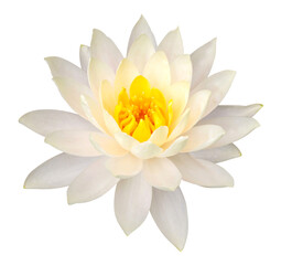 Yellow lotus flower isolated with clipping path