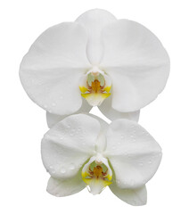 Naklejka na ściany i meble white phalaenopsis orchid flower isolated with clipping path