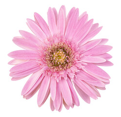pink gerbera flower isolated with clipping path