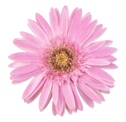 Poster pink gerbera flower isolated with clipping path © aopsan