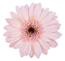 pink gerbera flower isolated with clipping path