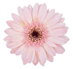  pink gerbera flower isolated with clipping path © aopsan