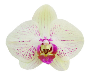 yellow phalaenopsis orchid flower isolated with clipping path