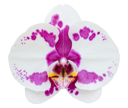 white phalaenopsis orchid flower isolated with clipping path