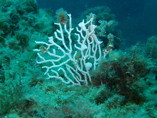 coral reef in sea