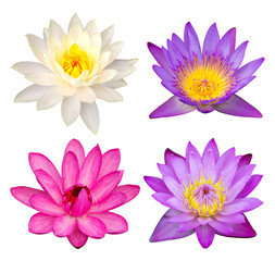 set of lotus flower isolated with clipping path
