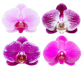 set of phalaenopsis orchid flower isolated with clipping path