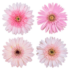 set of pink gerbera flower isolated with clipping path