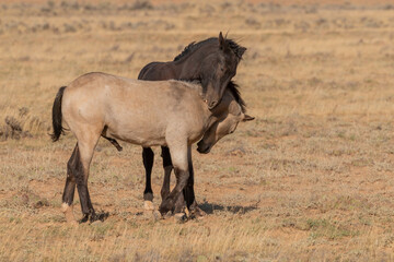 Fototapeta na wymiar Pair of Young Wild Horses Playing in the Wyoming Desert in Autumn