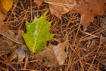 autumn leaves on the ground