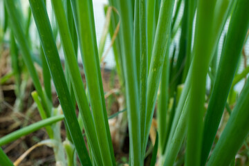 Fototapeta premium Green onion grow in the glasshouse. Growing organic products for publication, design, poster, calendar, post, screensaver, wallpaper, postcard, banner, cover, website. High quality photo