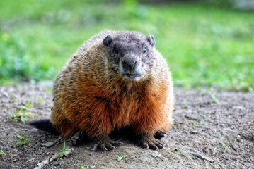 Naklejka na ściany i meble Groundhog, or woodchuck, looking at camera