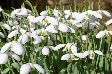 Greater snowdrop (galanthus elwesii Natalie Garton) flowers in bloom