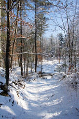 winter in the forest