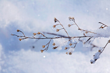 snow covered branches