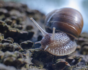 snail on a leaf
