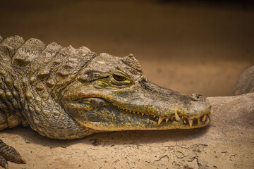 Naklejka premium Close-up of a beautiful young alligator in the swamp resting over the rock looking at the camera