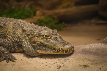 Close-up of a beautiful young alligator in the swamp resting over the rock looking at the camera