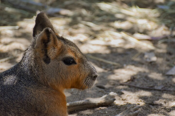 Obraz premium Close-up of a Cute and Beautiful baby Bennet Wallaby or Red-necked wallaby (Macropus rufogriseus) tropical kangaroo 