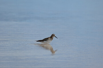  Little lonely bird standing on the Baltinache lake. El Pitotoy Chico or Tringa flavipes glareola