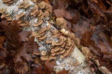 Shelf Fungi