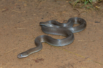 Olive Snake (Lycodonomorphus inornatus)