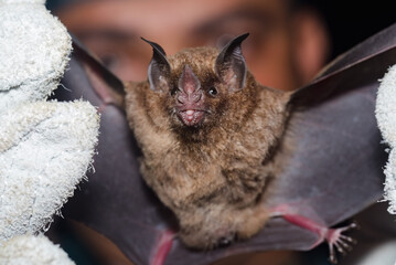Researcher spreading the wings of a bat with his gloved hands.