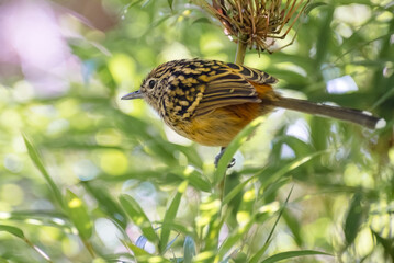 Streak-headed Antbird (Drymophila striaticeps) inside the chusque in the forest