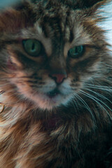 Naklejka na ściany i meble Cat portrait. Close-up portrait of a gray striped domestic cat