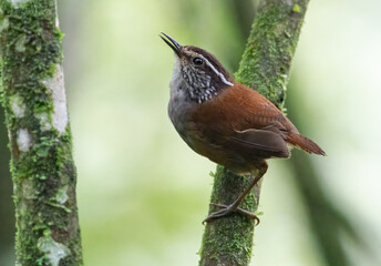 Gray breasted Wood wren (henicorhina leucophrys) singing in a branch with moss in the forest